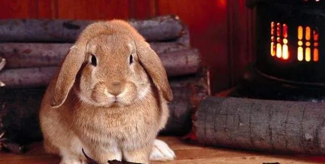 养宠物兔每个月开销多少图1
