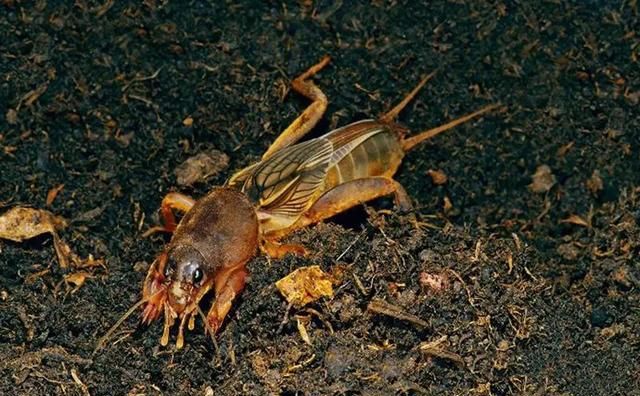 农村常见的六种昆虫可值钱了,黑龙江特产俗称海陆空的昆虫图4