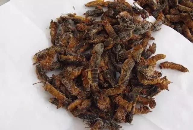 农村常见的六种昆虫可值钱了,黑龙江特产俗称海陆空的昆虫图9